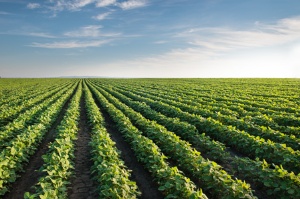 Capa da noticia - Tecnologias que influenciarão o futuro da agropecuária