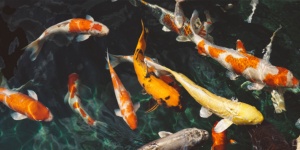 Capa da noticia - Aquicultura e a produção sustentável de alimentos