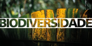Capa da noticia - Documento apresenta estratégia de atuação do BNDES em prol da biodiversidade