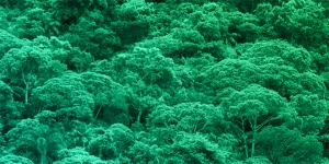 Capa da noticia - Reflorestamento contribui diretamente para captura de carbono e biodiversidade