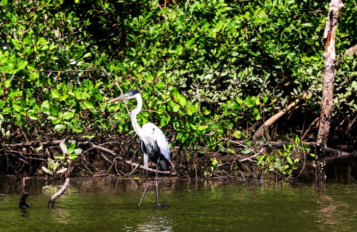 Floresta Viva_Tânia Rêgo - Agência Brasil Floresta Viva_Tânia Rêgo - Agência Brasil