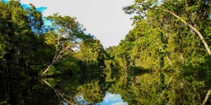 Capa da noticia - O que é o Fundo Amazônia? Como ele funciona?