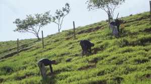 Capa da noticia - Novo Código Florestal – Desafios financeiros da restauração ecológica