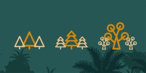 Capa da noticia - Infográfico: como funciona o manejo florestal sustentável?