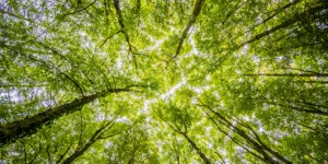 Capa da noticia - OCDE destaca importância de bancos de desenvolvimento para a economia verde