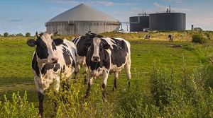 Capa da noticia - Biogás: a próxima fronteira da energia renovável