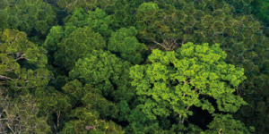 Capa da noticia - Potencial de florestas públicas em projetos de pagamento por serviços ambientais